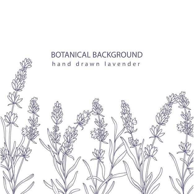 Arte de línea de lavanda Fondo botánico lavanda minimalista de moda plantilla de borde floral dibujada a mano
