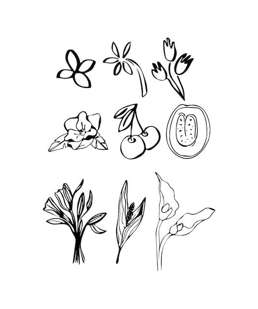 Vector arte de línea moderna con frutas de plantas abstractas para cualquier diseño. temporada de primavera. ilustración de vector de moda mínima.