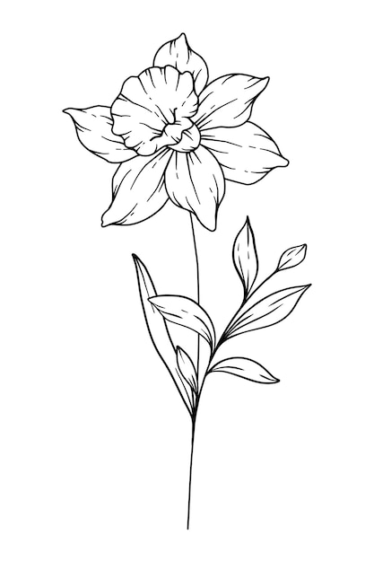 Arte de la línea de narcisos Ilustración del contorno de los narcisos Marzo Mes de nacimiento Flor del contorno del narcisos