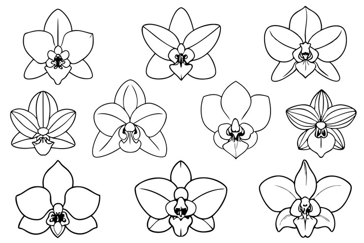Vector arte de la línea de orquídeas