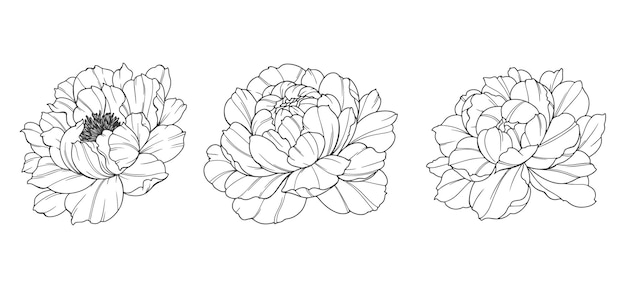 Arte de la línea de la peonía Buquetes y flores de peonía florales de moda Dibujo de la línea botánica Colección de peonías