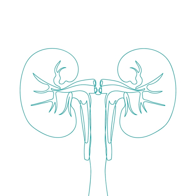 Vector arte de la línea de los riñones