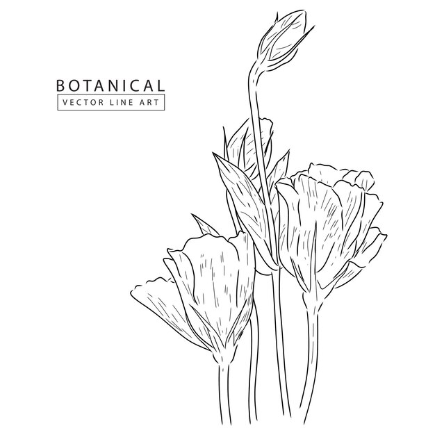 Arte de línea de vector botánico, ilustración de flor dibujada a mano 03