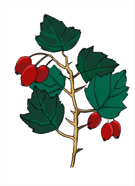 Vector arte de líneas coloridas de rama de espino ilustración vectorial realista dibujada a mano de rama de árbol de espino aislada en blanco