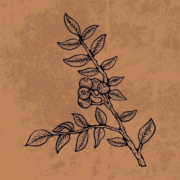 Arte de líneas de flores silvestres en hojas botánicas