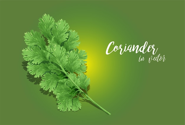 Arte vectorial de cilantro