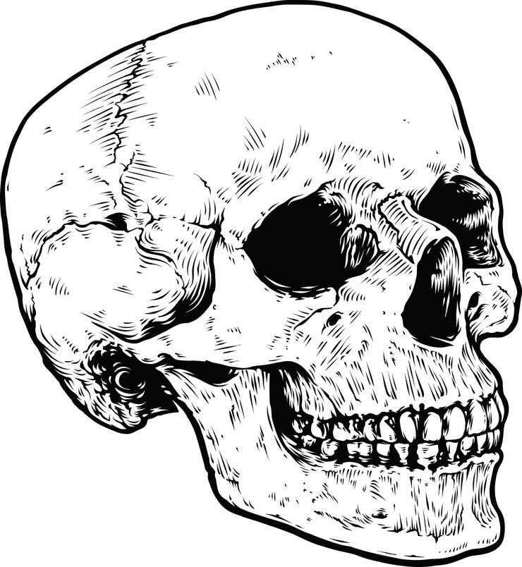 Arte vectorial del cráneo anatómico Ilustración detallada dibujada a mano del cráneo Ilustración desgastada grunge