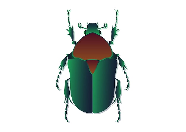 Arte vectorial del escarabajo Protaetia aislado sobre fondo blanco