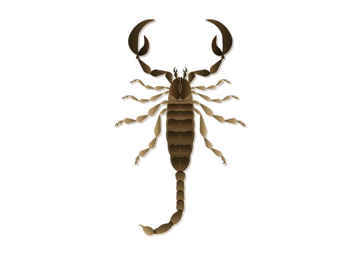 Vector arte vectorial de escorpión aislado sobre fondo blanco