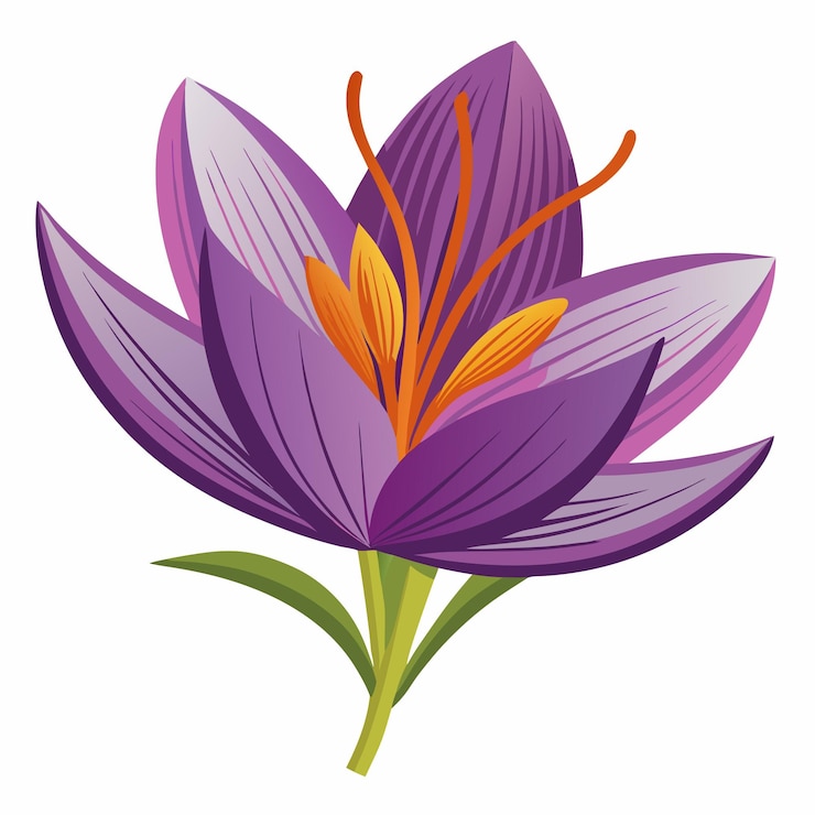 Vector arte vectorial y ilustración de clipart de azafrán