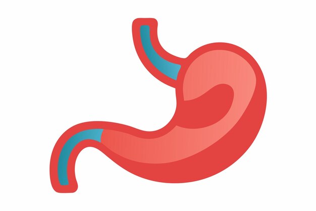 Arte vectorial y ilustración del clipart del estómago