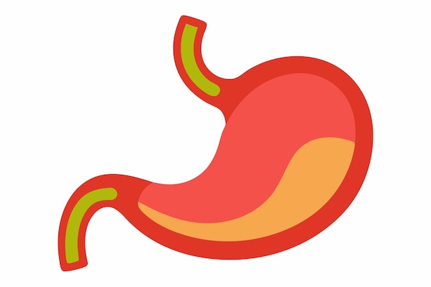 Arte vectorial y ilustración del clipart del estómago