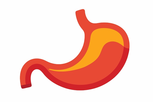Arte vectorial y ilustración del clipart del estómago