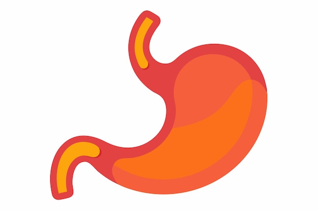 Arte vectorial y ilustración del clipart del estómago