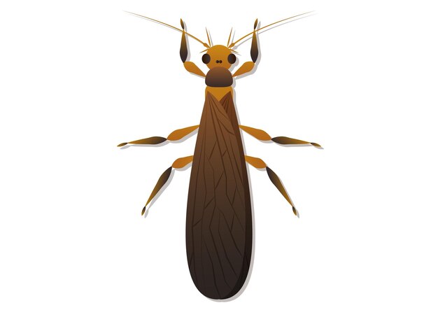Arte vectorial de insectos mosca de piedra aislado sobre fondo blanco