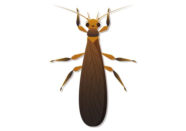 Vector arte vectorial de insectos mosca de piedra aislado sobre fondo blanco