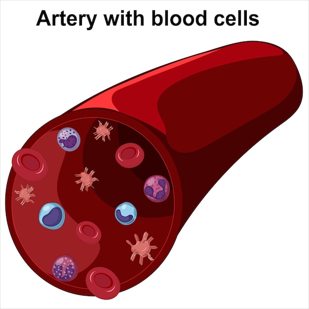 Arteria con células sanguíneas