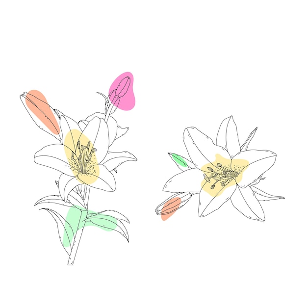 Artes botánicas Dibujo de línea continua dibujado a mano de flores florales