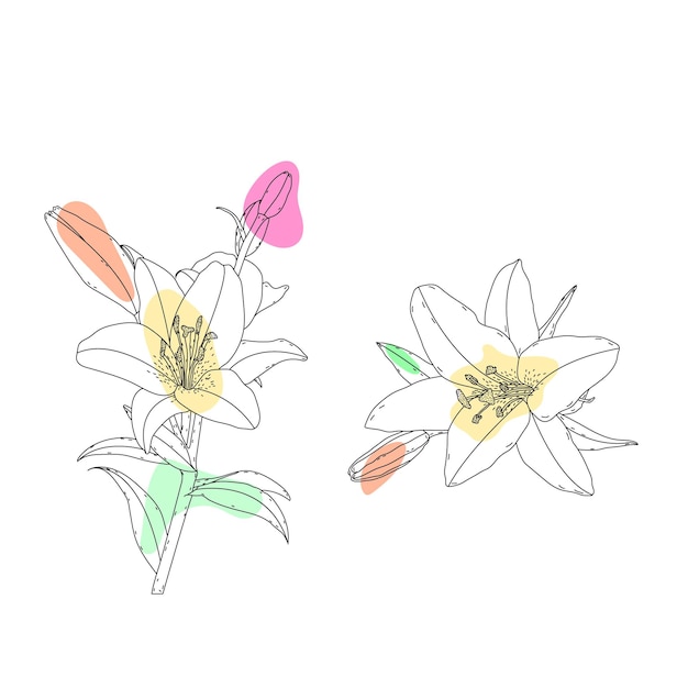 Vector artes botánicas dibujo de línea continua dibujado a mano de flores florales