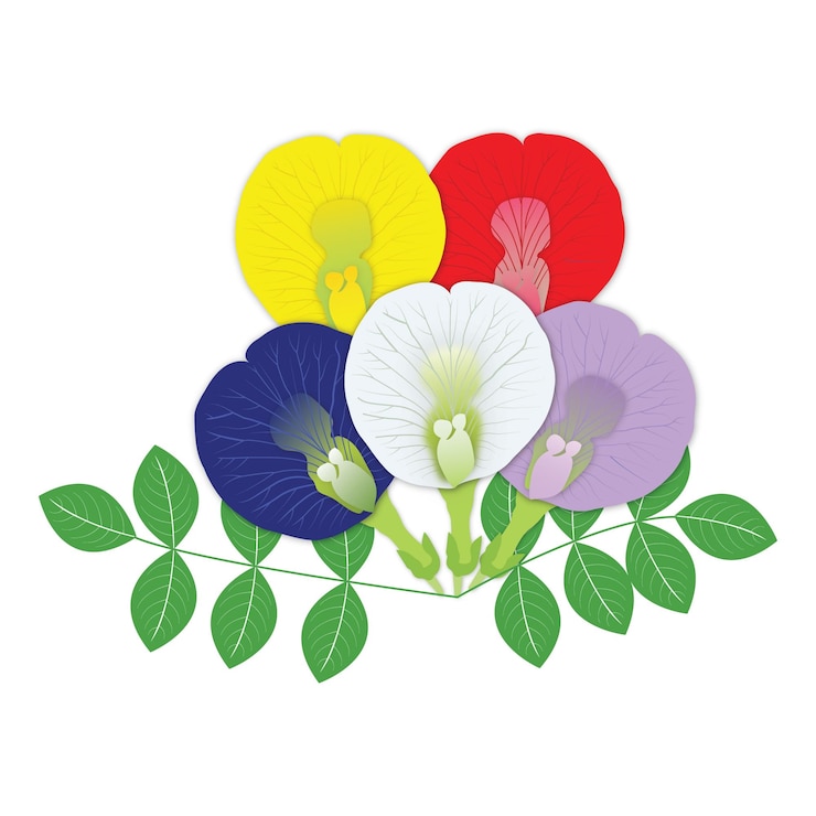 Vector artes florales coloridas ilustraciones gráficas vector fotos de flores imágenes imágenes para imprimir