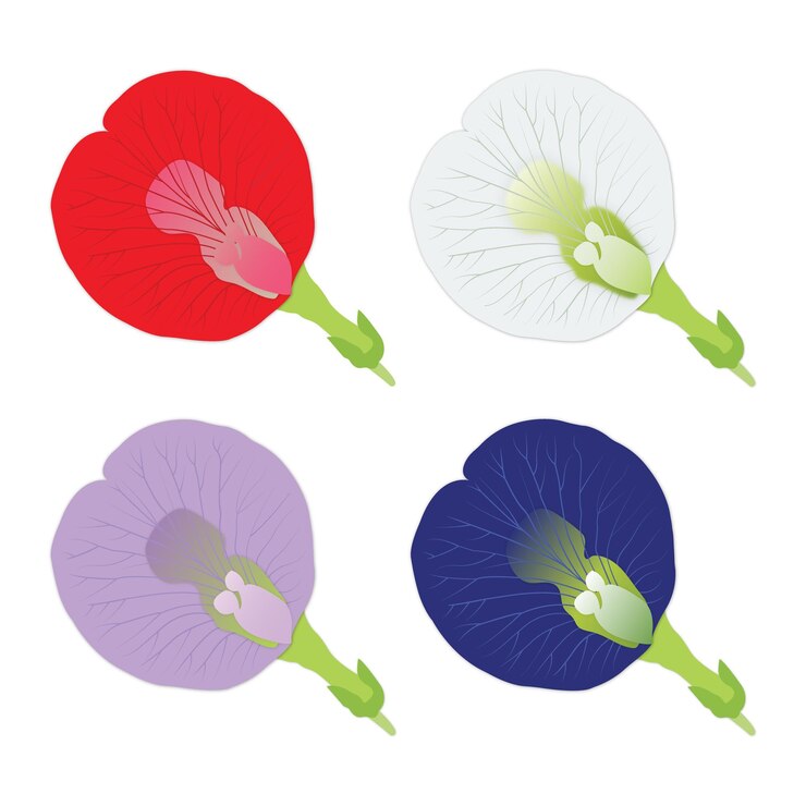 Artes florales coloridas Ilustraciones gráficas Vector Fotos de flores Imágenes Imágenes para imprimir
