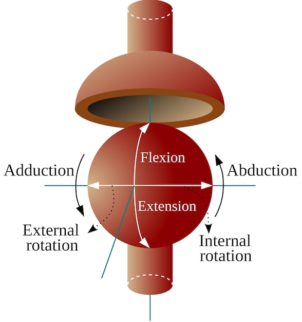 Vector la articulación esférica es un tipo de articulación sinovial