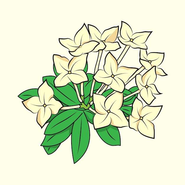 Asoka flor