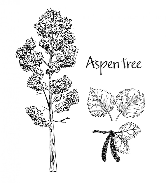 Aspen boceto dibujado a mano. bosquejo del árbol de hoja caduca. hojas de álamo temblón, álamo floreciente.