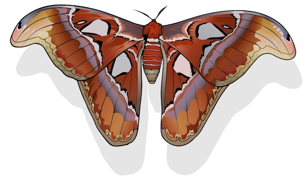 Vector atlas de la mariposa polilla del atlas attacus atlas