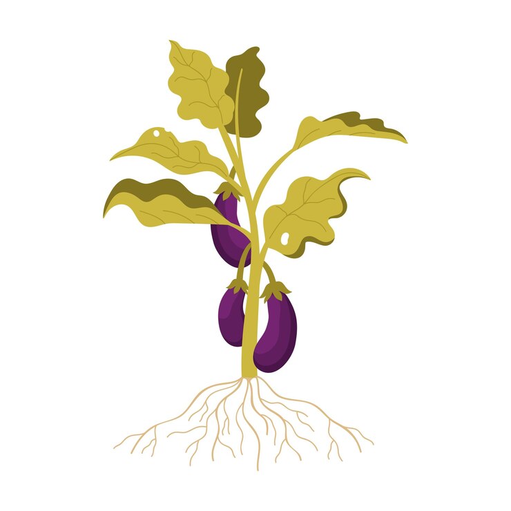 Vector aubergines que crecen en plantas verdes con hojas, tallo y raíces