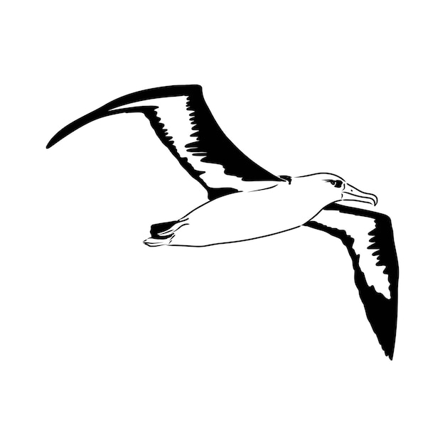 Ave albatros gaviota en vuelo con alas abiertas dibujo gráficos vectoriales dibujo en blanco y negro