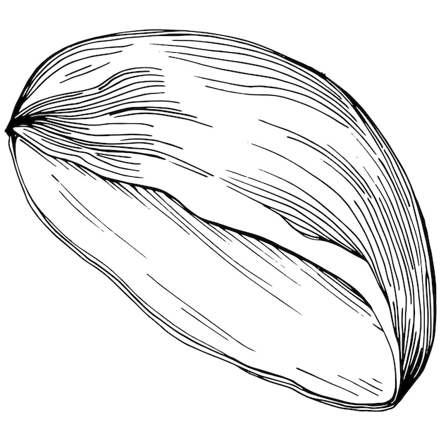 Avellana, avellana, cobnut dibujado a mano aislado.