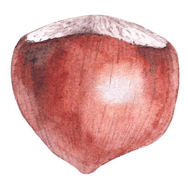 Avellanas de acuarela
