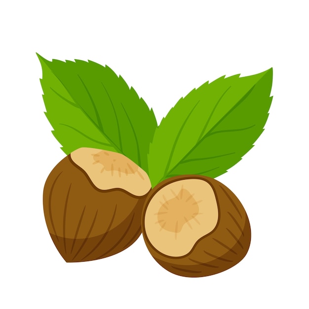 Avellanas en cáscara con hojas. Comida sana. Plano, estilo de dibujos animados. Ilustración de vector de color