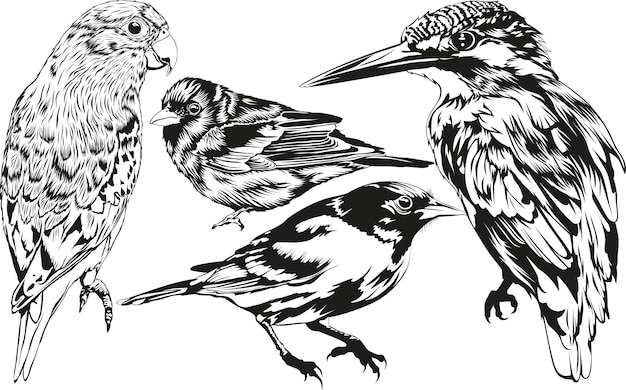 Vector aves 2