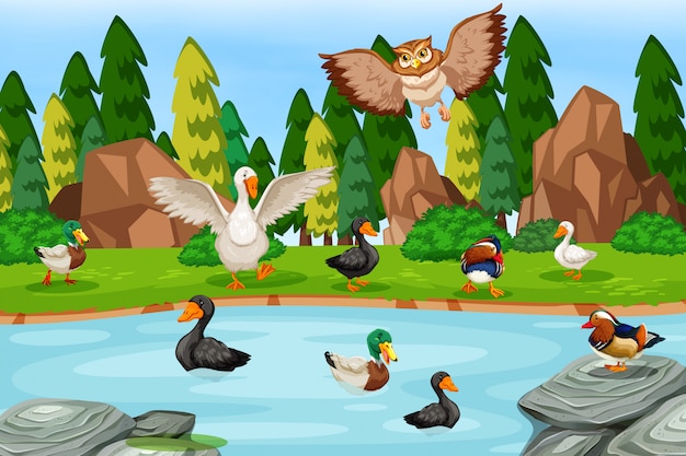 Aves en escena lago