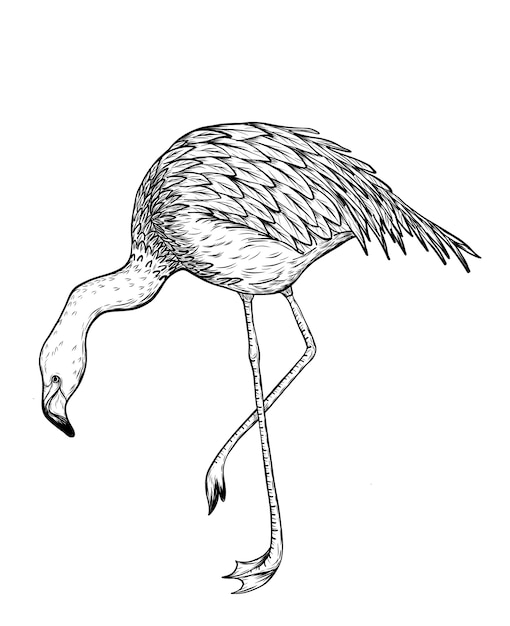Aves flamencas dibujando a mano