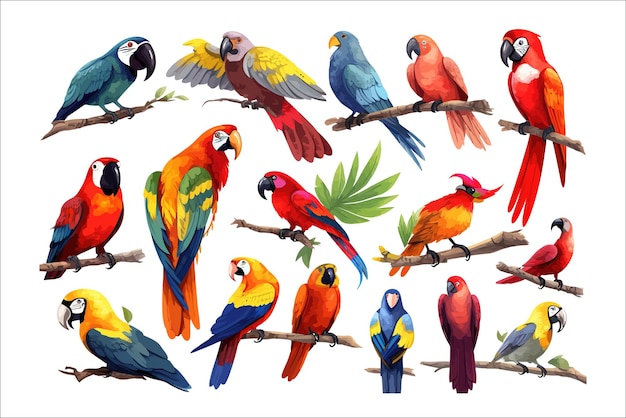 Aves hawaianas salvajes aisladas en el fondo ilustración vectorial de dibujos animados
