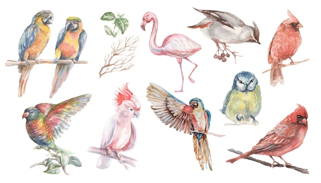 Aves tropicales acuarela ilustración mano dibujada selva ramitas l