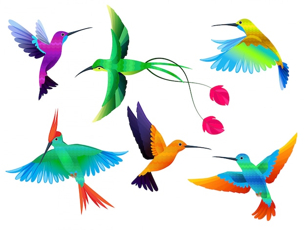 Aves tropicales Colibrí tucán color loro aves exóticas zoológico colección de vectores de dibujos animados