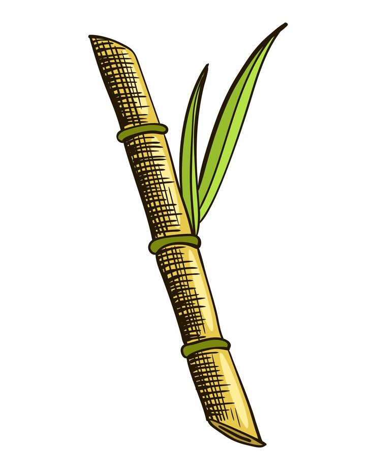 Vector azúcar de caña planta de caña de azúcar grabado dibujado a mano alimento orgánico natural o ingrediente natural bambú de azúcar fresco