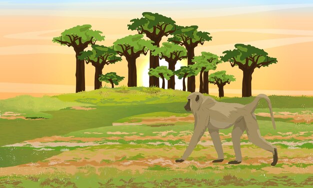 Babuino amarillo está caminando en la sabana africana Bosque de baobab Fauna de África Vector realista