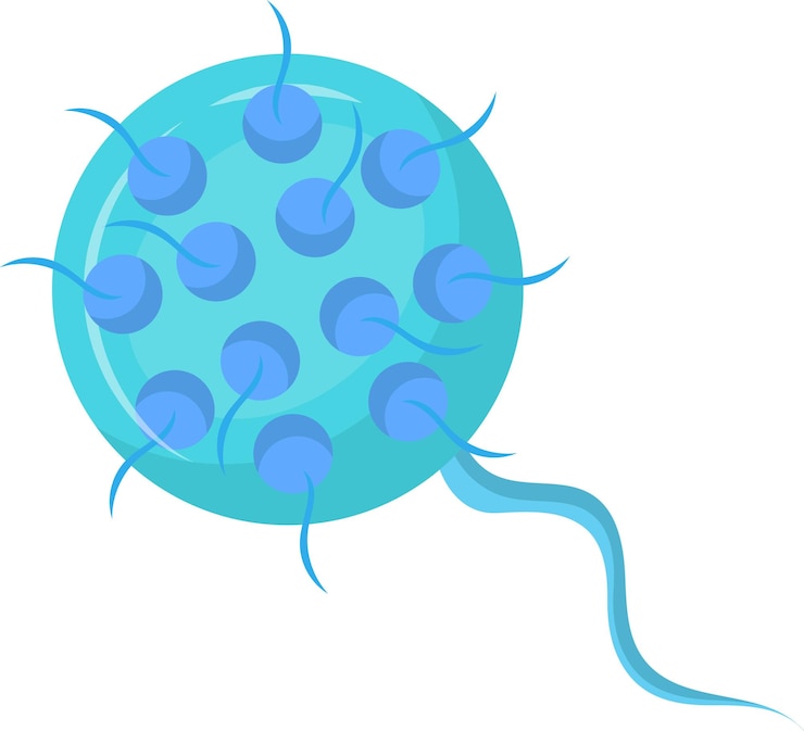 Vector bacteria chlamydia trachomatis con cuerpos elementales que son infecciosos y cuerpos reticulados que son la forma reproductiva de la bacteria que causa infecciones de transmisión sexual