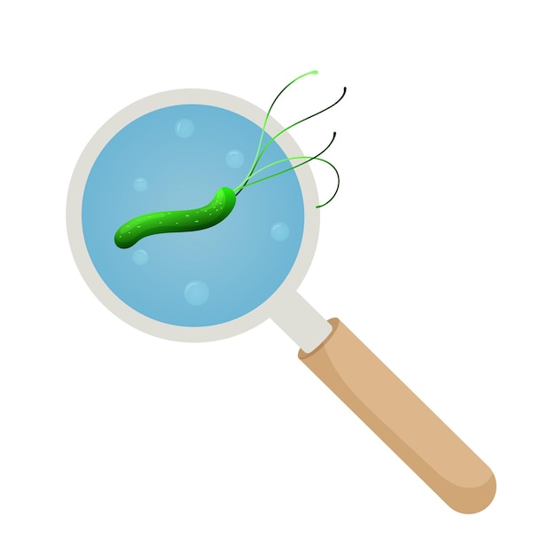 Bacteria verde helicobacter pylori bajo lupa Vector ilustración estilo de dibujos animados