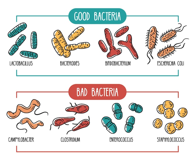 Vector bacterias buenas y malas de los intestinos o infografías de la microbiota intestinal humana