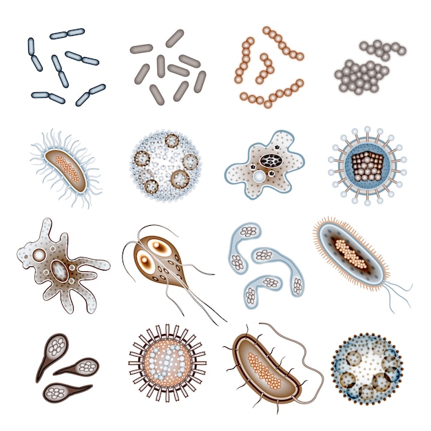Bacterias y células virales.