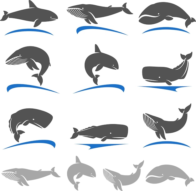 ballena, conjunto, vector