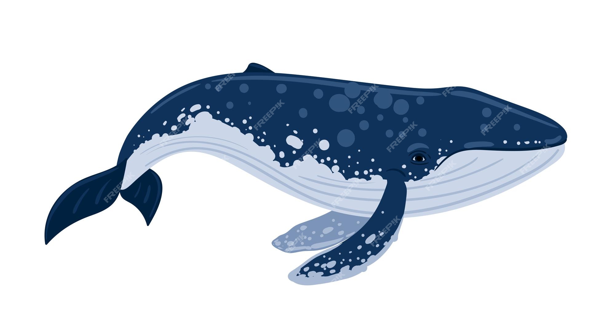 Ballena jorobada de dibujos animados. mundo submarino, vida marina. ilustración de vector de una ballena. | Vector Premium Ballena jorobada de dibujos animados. mundo submarino, vida marina. ilustración de vector de una ballena. | Vector Premium