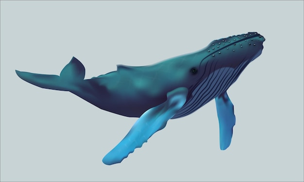 Vector ballena jorobada realista