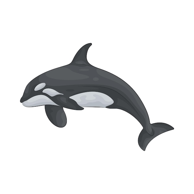 ballena orca